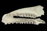 Fossil Oreodont (Merycoidodon) Mandible - Wyoming #143853-1